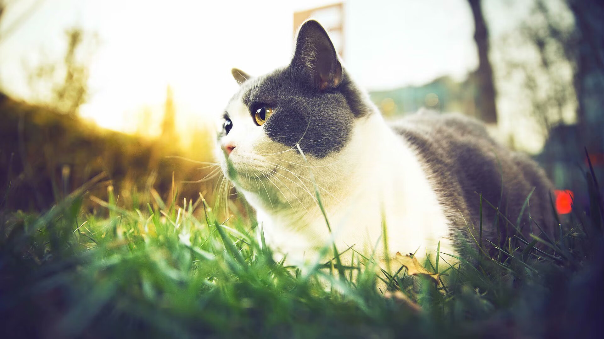 开云·Kaiyun网页版-“超级杯决赛:豪门争冠,精彩纷呈”,超级杯决赛直播