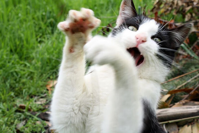 开云中国大陆-三分火力:北京队38%的三分命中率助力胜利!,北京三分场教育科技有限公司