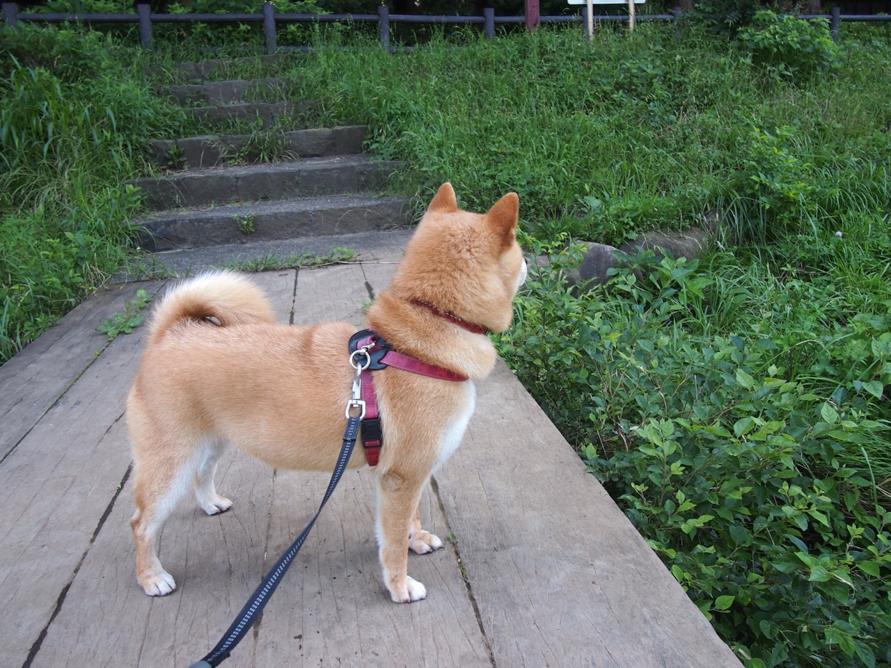 开云入口-中国足球行业年度评优活动蓄势待发,中国足球评价