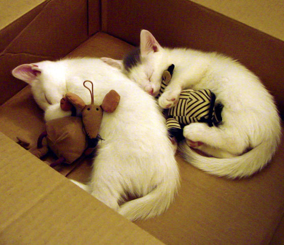 开云体育网页入口-中国女篮少年队参加亚洲青少年锦标赛获佳绩,中国女篮少年队最高队员  第2张 开云体育网页入口-中国女篮少年队参加亚洲青少年锦标赛获佳绩,中国女篮少年队最高队员  第2张