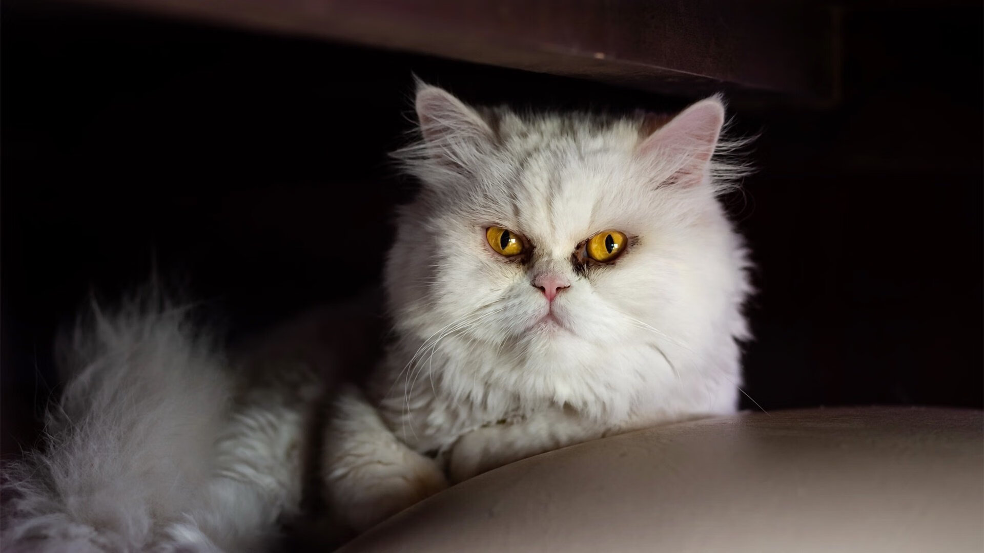 开云在线直播-曼联新赛季表现平平，亟待战术革新，曼联新赛季主力阵容